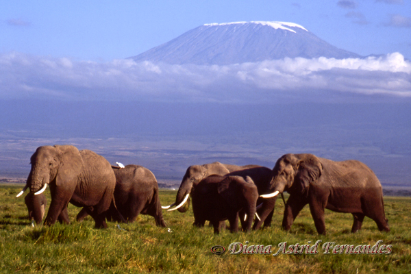 Mount-KilimanjaroTanzania-from-Amboseli-GR-Kenya